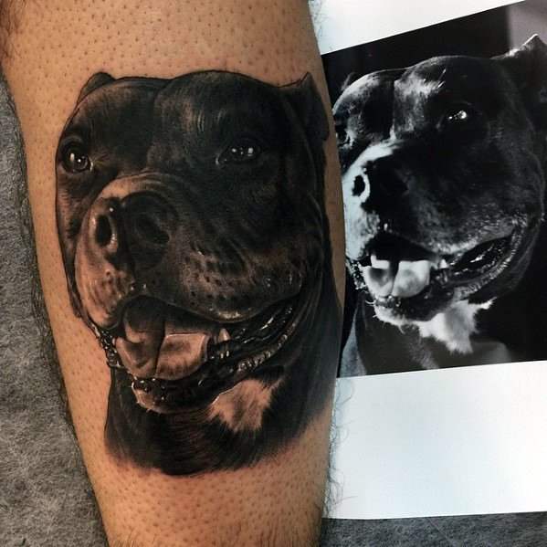 pitbull tattoo 81