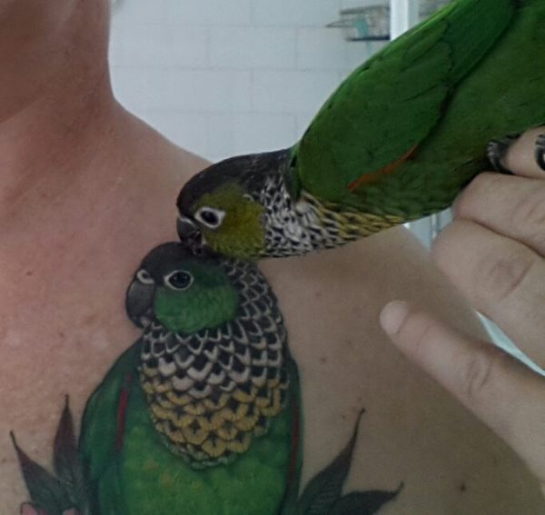 papagei tattoo 374