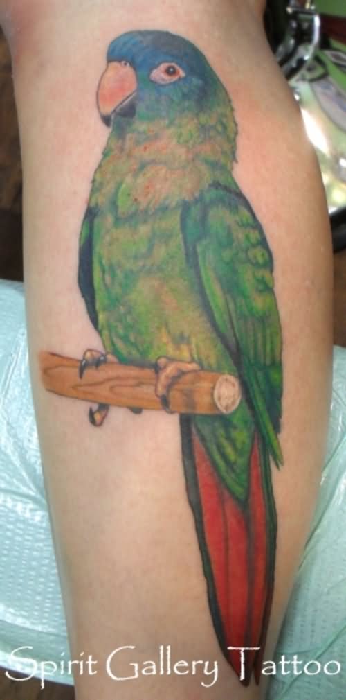 papagei tattoo 392