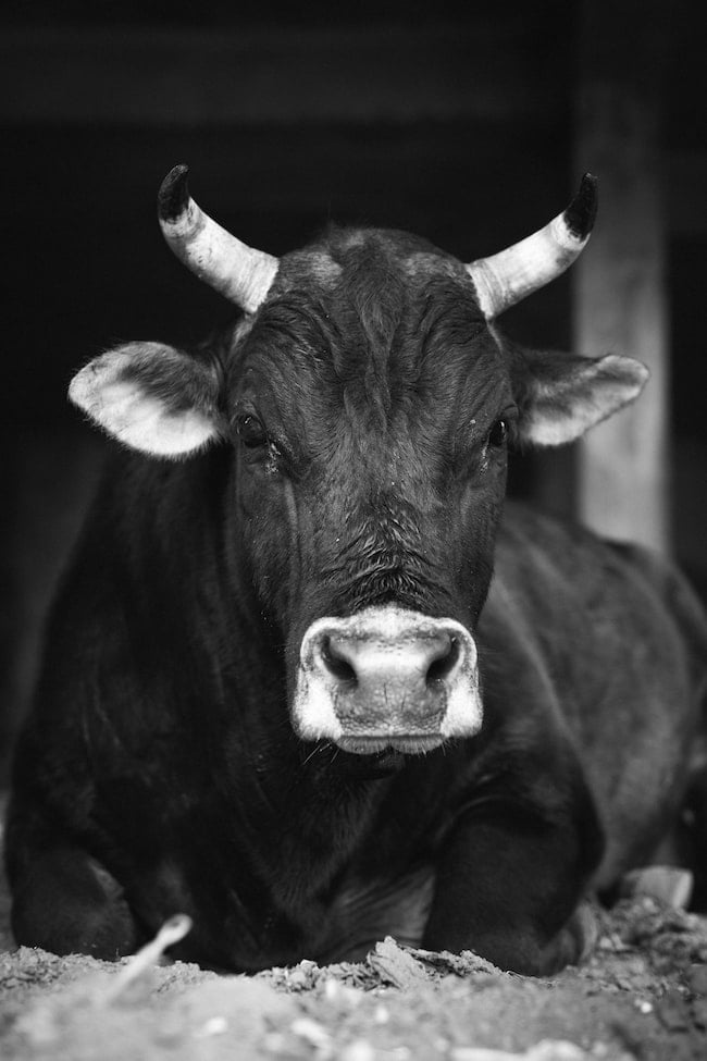 Simbología y significado espiritual del toro, ¿Qué representa?