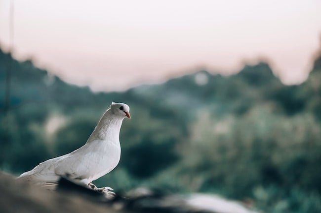 Simbología y significado espiritual de la paloma, ¿Qué representa?