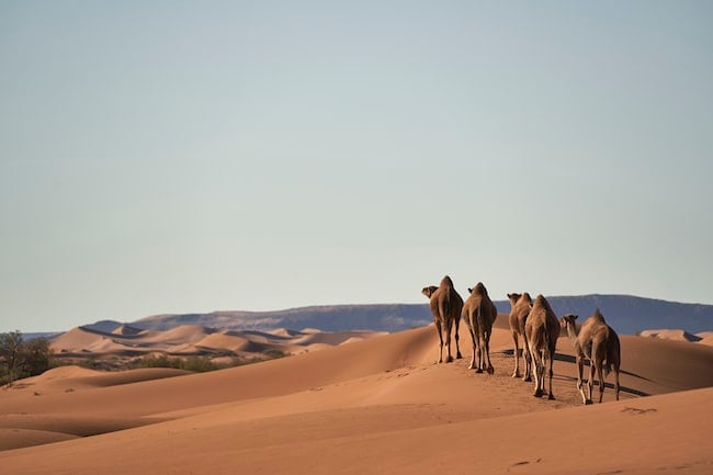 Varios camellos juntos