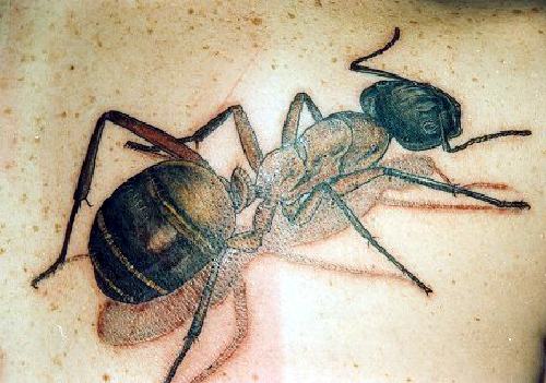 tatouage fourmis 160