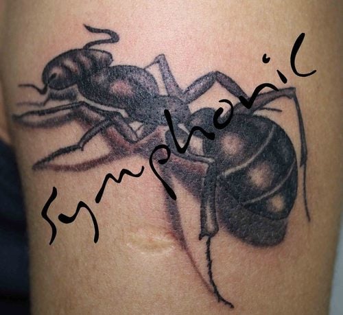 tatouage fourmis 58
