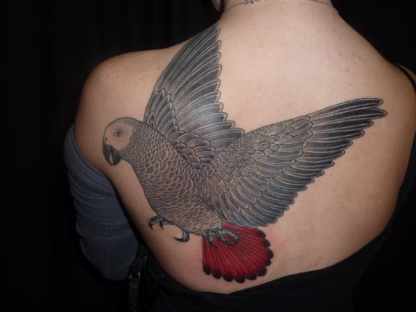 tatouage perroquet 68