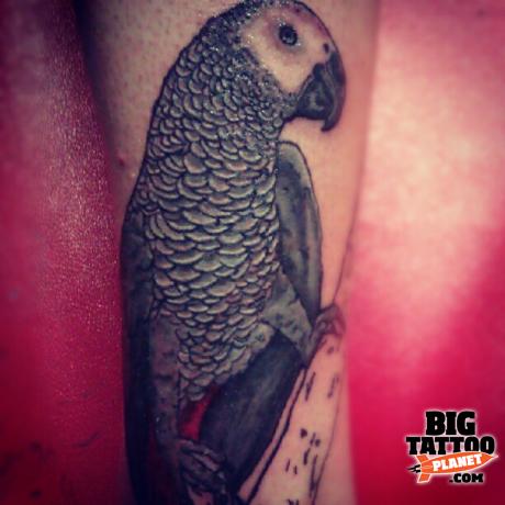tatouage perroquet 77
