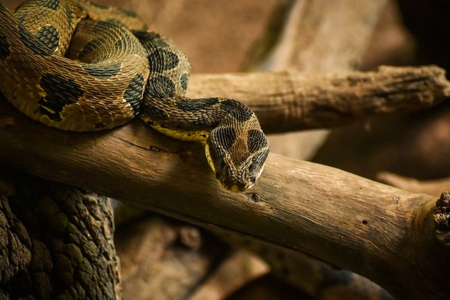 Que signifie rêver de serpent à sonnette ? Les différentes significations pour votre vie