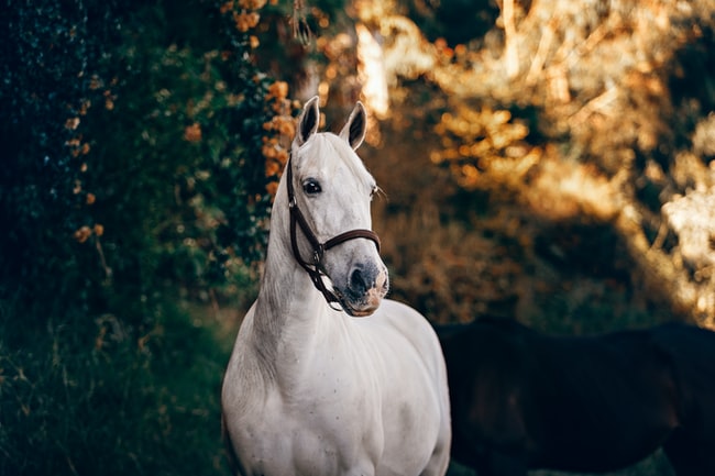 Que signifie rêver de cheval ? Interprétations adaptées à votre vie