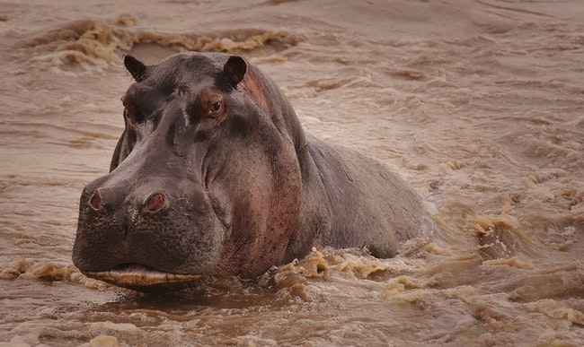 Que signifie rêver d'hippopotame ?