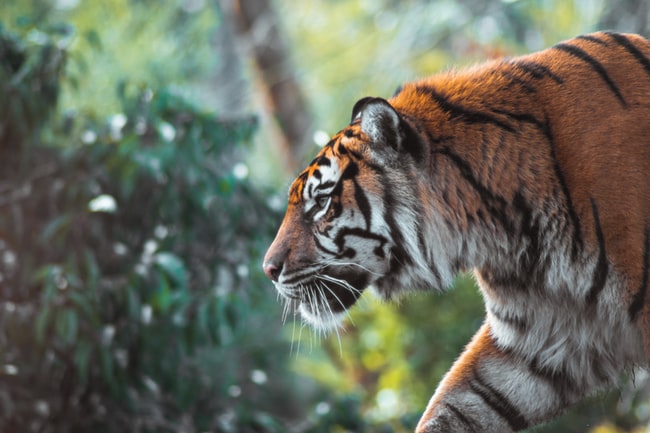 Que signifie rêver d'un tigre ? Des interprétations adaptées à votre vie