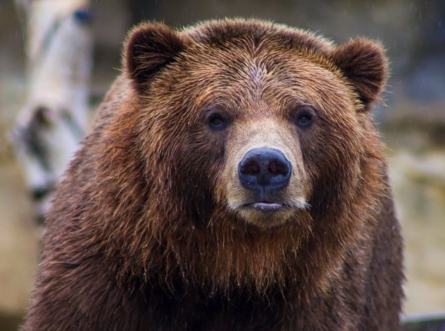 Que signifie rêver d'ours ? Différentes significations pour votre vie
