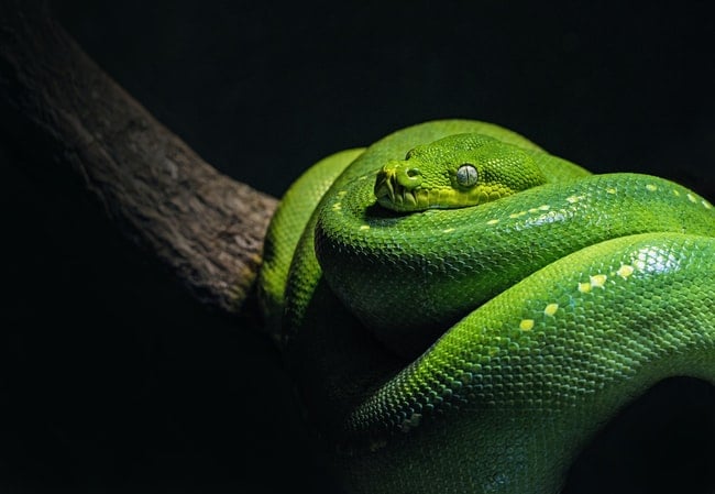 Que signifie rêver d'un serpent vert ? Interprétations adaptées à votre vie