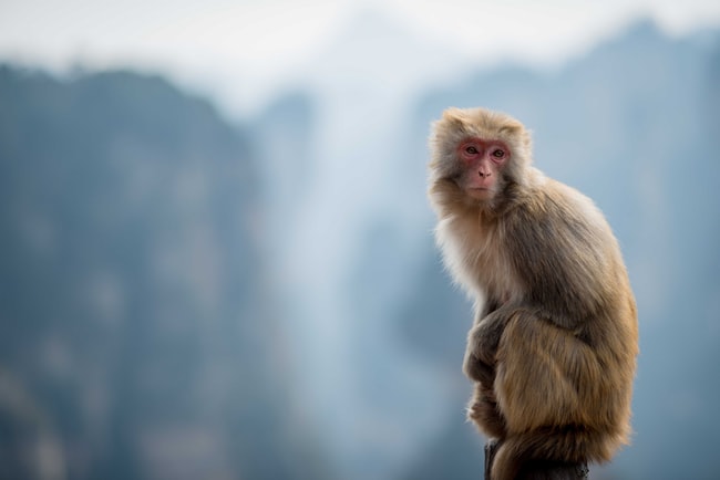 Que signifie rêver de singes ? Nous répondons à toutes vos questions