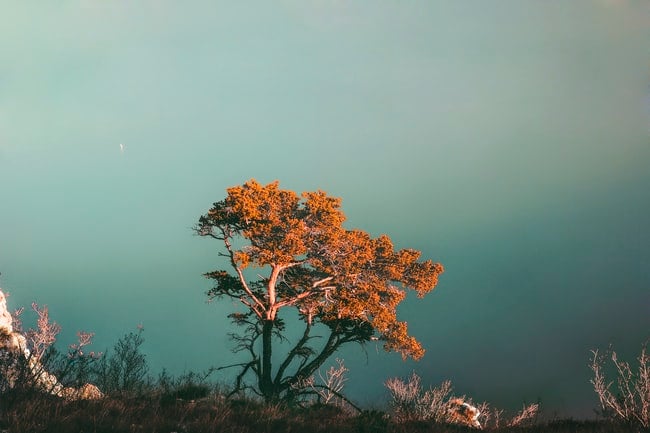 Que signifie rêver d'arbre ? Les différentes significations pour votre vie