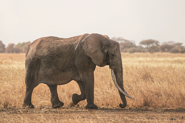 Que signifie rêver d'éléphant ? Interprétations adaptées à votre vie