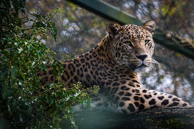 Que signifie rêver d'un jaguar ? Nous répondons à toutes vos questions