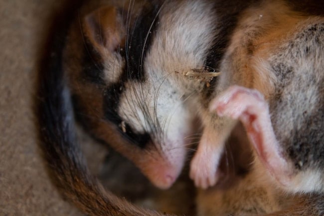 Que signifie rêver de souris mortes ? Des interprétations adaptées à votre vie