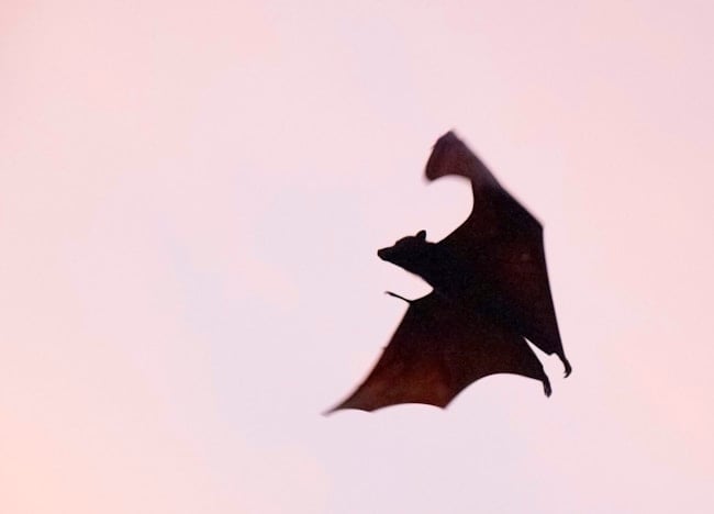 Chauve-souris volant à ailes déployées