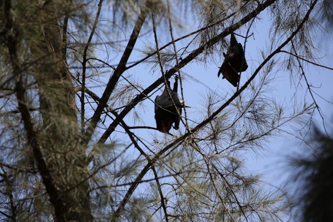 Que signifie rêver de chauve-souris ? Des interprétations adaptées à votre vie