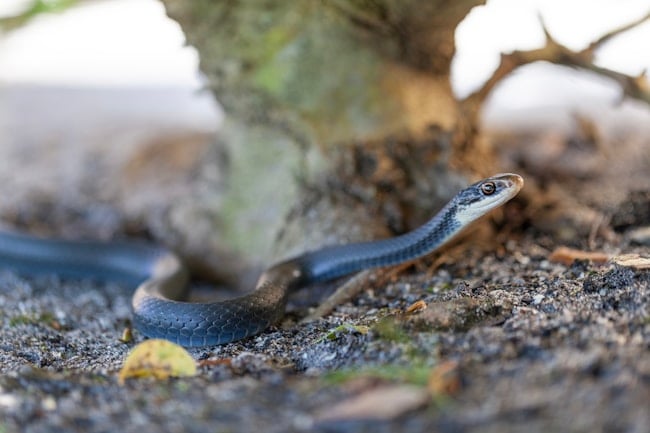 Que signifie rêver d'une morsure de serpent ?