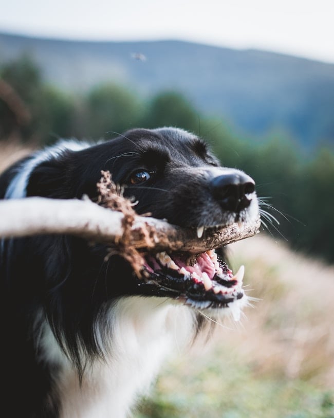 Que signifie rêver d'un chien qui mord ? Interprétations adaptées à votre vie