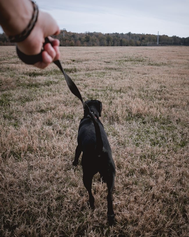 Un homme tient son chien en laisse pour l'empêcher de mordre quelqu'un