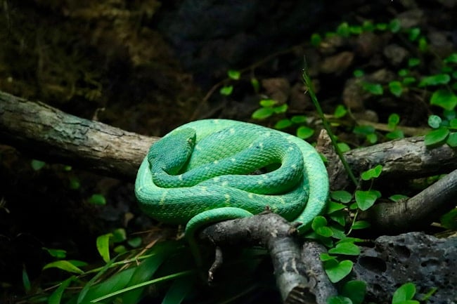 Que signifie rêver d'un serpent coloré ? Interprétations adaptées à votre vie