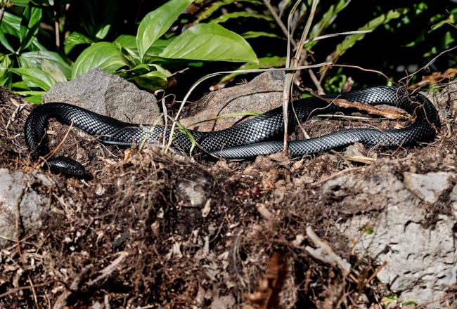 Serpent noire enroulé sur une branche