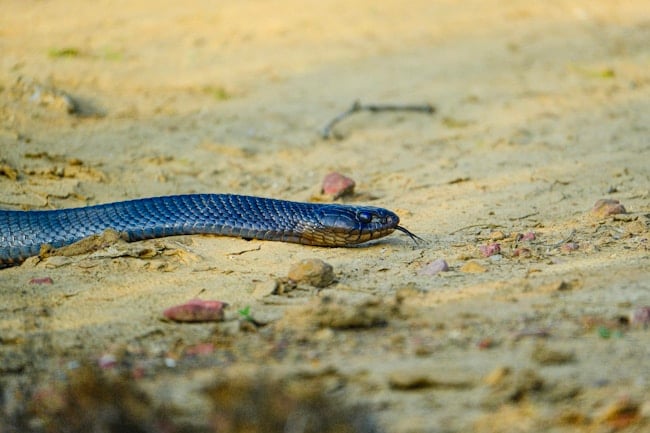 Que signifie rêver d'un serpent noir ? Interprétations adaptées à votre vie