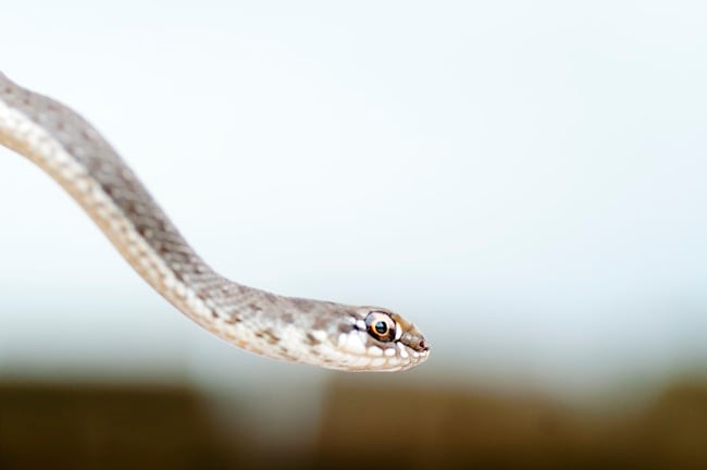 Que signifie rêver d'un serpent blanc ?