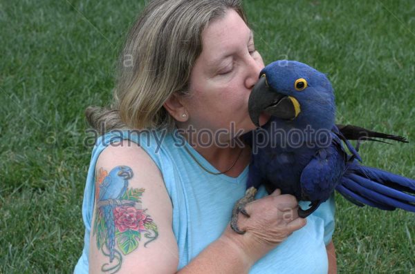 tatuaggio pappagallo 83
