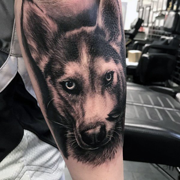 tatuaggio Siberian husky 113