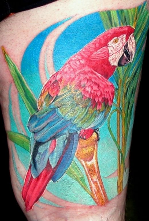 tatuagem papagaio 101