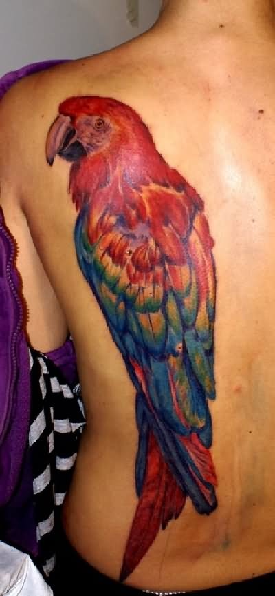 tatuagem papagaio 104