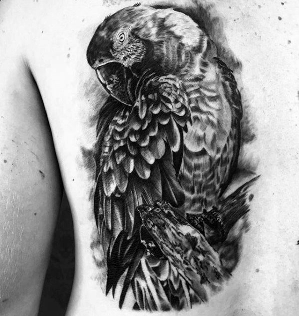 tatuagem papagaio 236