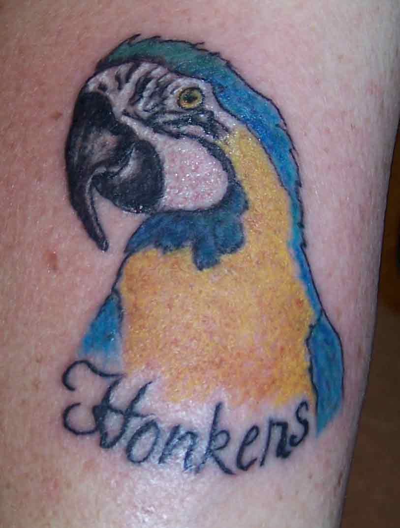 tatuagem papagaio 248