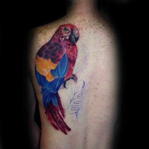 tatuagem papagaio 281