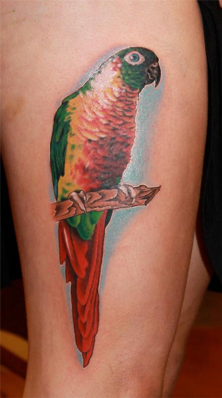 tatuagem papagaio 332