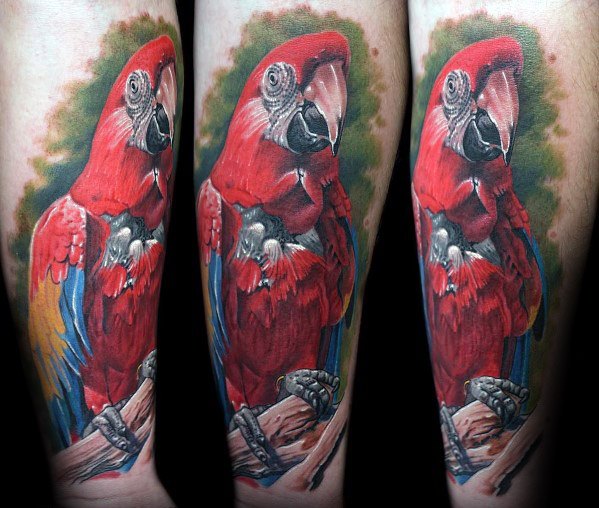 tatuagem papagaio 353