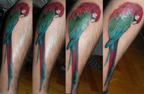 tatuagem papagaio 50