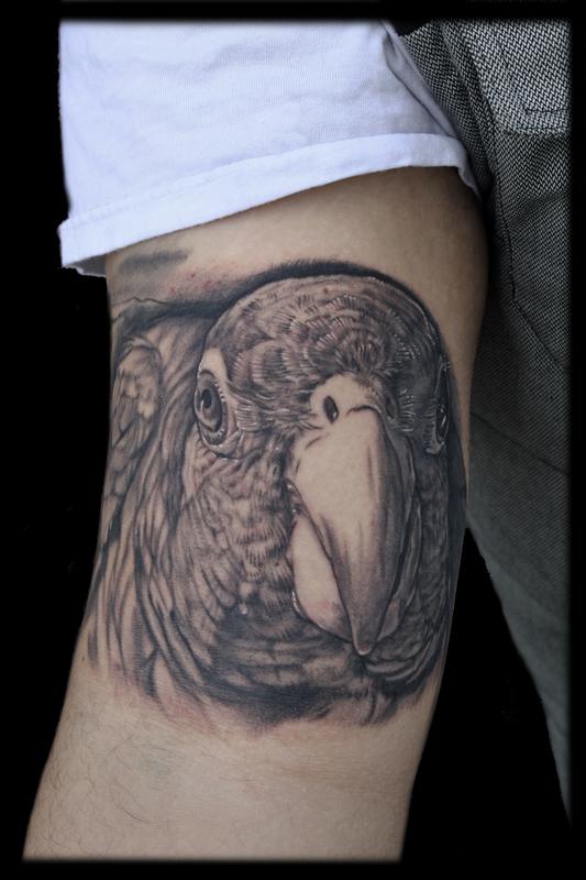 tatuagem papagaio 56