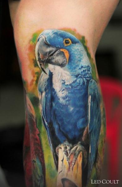 tatuagem papagaio 80