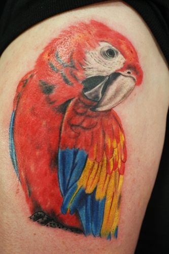 tatuagem papagaio 86