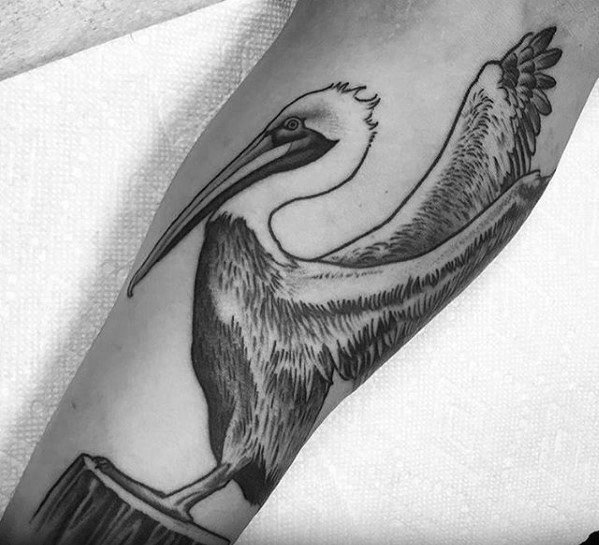 tatuagem pelicano 2558