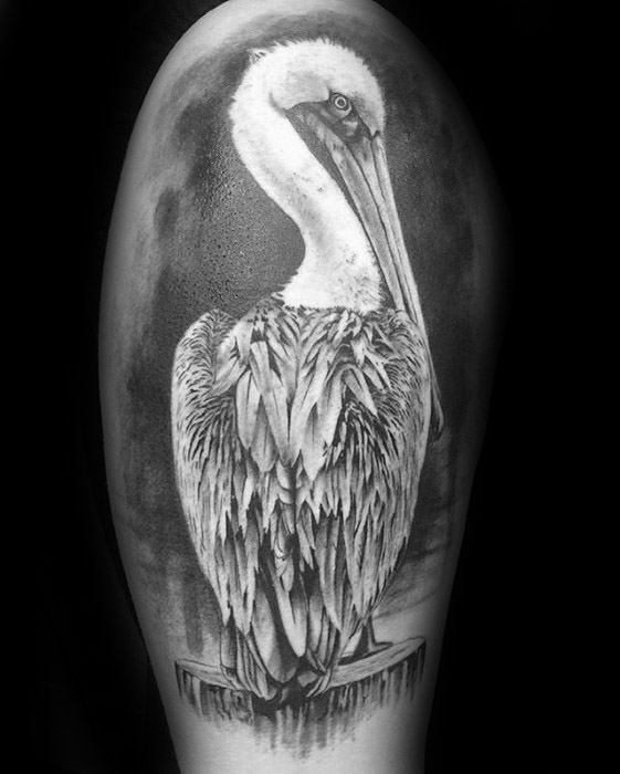 tatuagem pelicano 3164